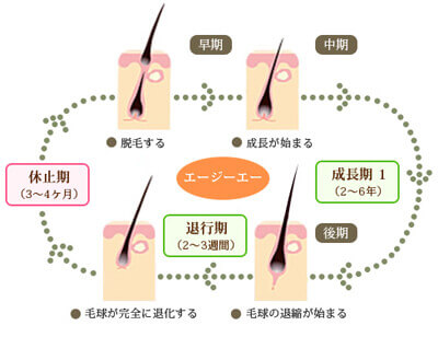 髪をはじめとする体毛は毛包という皮膚が変化した器官で作られ、周期的に再生します。一般的に毛は一定期間伸び続けた後、成長が止まって抜け落ち、しばらくして毛が再生して伸び始め、ヘアサイクルと呼ばれています。髪の場合、1日0.3～0.4mm、1ヵ月で1㎝ほど伸び、毎日50～100本くらい抜けます。ヘアサイクルは「成長期」「退行期」「休止期」の3つに分かれています。ヘアサイクルが正常に機能していると、健やかな髪を保つことができるのです。