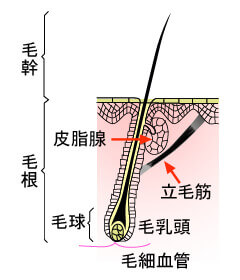 毛髪は頭皮の表面に出ている「毛幹部」と、頭皮の下に隠れている「毛根部」に分かれ、「毛根部」が髪の成長に重要な役割を果たします。1つの毛包からは1本の毛が成長しますが、毛穴付近で束になって2～3本の毛が一つの皮膚表面の出口から生えてくることがほとんどです。