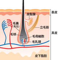頭皮の下に隠れている「毛根部」の付け根部分には球状に膨らんだ「毛球部」があり、この毛球部には毛髪を作る「毛母細胞」と、毛母細胞の働きをコントロールする「毛乳頭細胞」があり、髪の成長にとても重要な役割を担います。毛母細胞は分裂を繰り返し、角質化しながら上へと押し上げられて髪の毛そのものになります。この毛母細胞と毛乳頭細胞の働きを正常に整えるためには、頭皮環境を健やかに保つことが重要です。頭皮が乾燥して硬くなり、栄養が乏しい状態では正常な働きをすることができません。髪の健康を維持するには、毛髪の成長に影響を与える毛根部と頭皮の状態がカギを握っていると言えます。