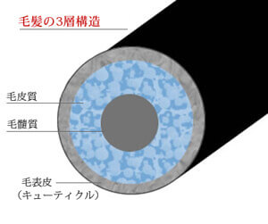 髪はわずか直径0.08mmほどで、内部は海苔巻きのような3層構造になっています。ハリ・コシ・ツヤのある丈夫で美しい髪は、実はこの3層構造がカギを握っています。3層それぞれを健やかに保つために、以下のことに注意しましょう。