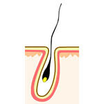 髪の毛の根元が細い