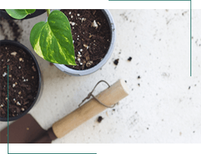 なかには、「HB-101を試しに塗ってみたら髪が元氣になった」「植物がこれだけ元氣になるのだから髪の毛にも使えたら……」という声も。そこで、植物に効くなら人にも効果があるのではと考え、育毛剤の開発をはじめたのです。